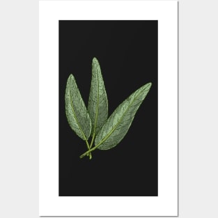 Sage Kitchen Herbs | Aromatic herbs Posters and Art